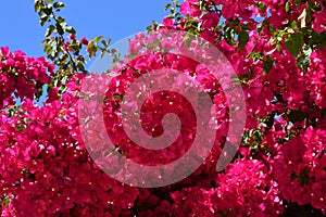 Bougainvillea  or paperflower, fucsia flowers