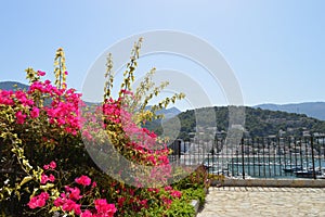 Bougainvillea  or paperflower, fucsia flowers, balcony with mountain and port view