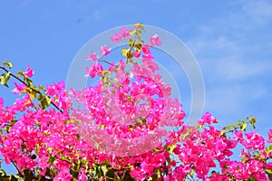 Bougainvillea  or paperflower,  fucsia flowers. Blue sky and puffy white clouds
