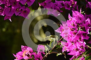 Bougainvillea  or paperflower,  fucsia flowers. Bokeh effect natural light.