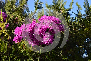 Bougainvillea  or paperflower,  fucsia flowers. Other trees. Blue skies