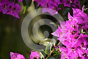 Bougainvillea  or paperflower,  fucsia flowers. Spider web in natural light.