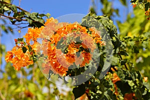 Bougainvillea  or paperflower,  orange flowers.