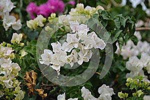 Bougainvillea  or paperflower, white flowers