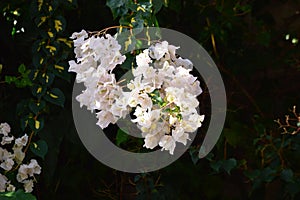 Bougainvillea  or paperflower,  white flowers. Dark shadow