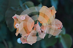 Bougainvillea  or paperflower, yellow peach flowers.close-up