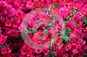 Bougainvillea