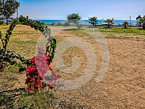 Bougainvillea pink flower close-up on the background of the Lara beach in Antalya, Turkey. Seascape with sand, palm trees and