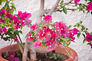 Bougainvillea