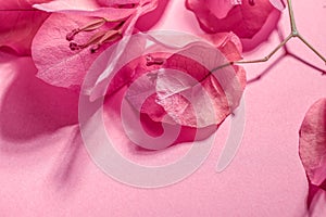 Bougainvillea pink flowers background, border design. Beautiful nature spring backdrop