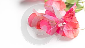 Bougainvillea pink flowers background, border design, isolated on white. Beautiful nature spring backdrop