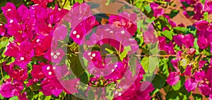 Bougainvillea pink flowers blossoms on trees Playa del Carmen Mexico