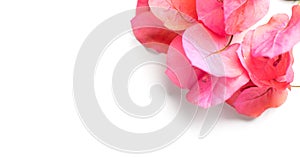 Bougainvillea pink flowers isolated on white background, border design. Beautiful nature spring backdrop