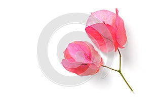Bougainvillea pink flowers isolated on white background, border design. Beautiful nature spring backdrop