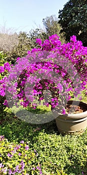 Bougainvillea pink flowers in pot natural plant