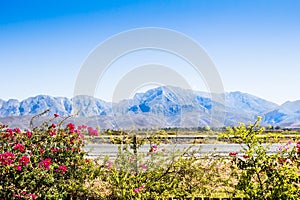 Bougainvillea plant in flowers on barbed wire fence next to high