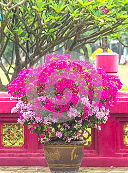 Bougainvillea in pot chaina fence bacground. photo