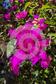 Bougainvillea (purple), evergreen climbing shrubs, low trees, South America, Argentina, Buenos Aires