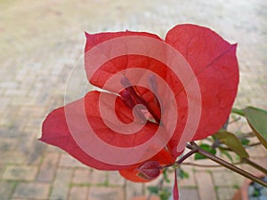 Bougainvillea. Red flower with brick background.