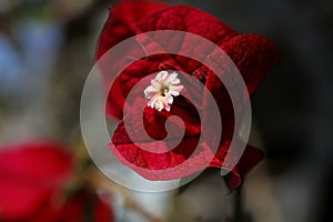 Bougainvillea red flower macro background wallpaper high quality prints 50,6 Megapixels products