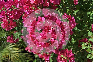 Bougainvillea red leaves and white flowers