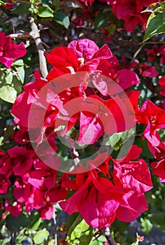 Bougainvillea (red, pink), evergreen climbing shrubs, low trees, South America, Argentina
