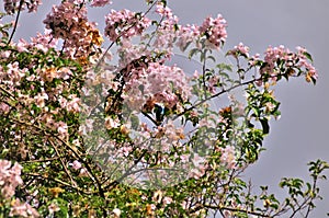 Bougainvillea`s pink flowers in the field photo