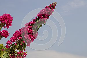 Bougainvillea Smarty Pants - a beautiful garden flower