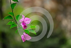 Bougainvillea Spectabilis