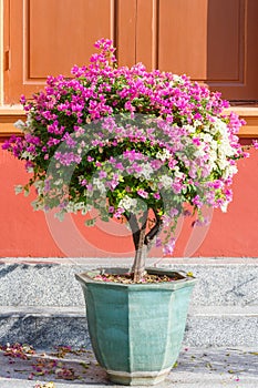 Bougainvillea spectabilis