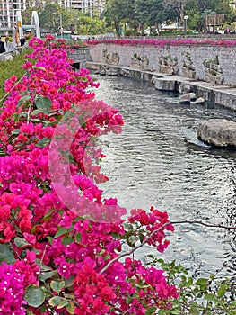 Bougainvillea spectabilis along Kai Tak River at Hong Kong