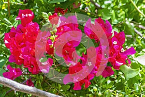 Bougainvillea spectabilis, also known as great bougainvillea