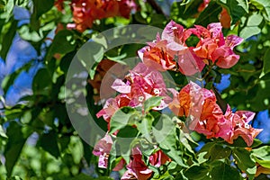 Bougainvillea spectabilis, also known as great bougainvillea