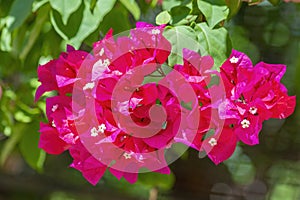 Bougainvillea spectabilis, also known as great bougainvillea