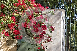 Bougainvillea spectabilis, also known as great bougainvillea