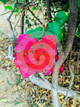 A bougainvillea spectabilis plant with red flowers