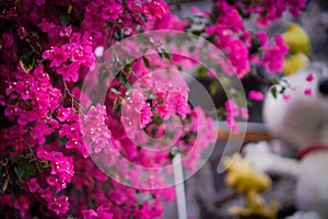 Bougainvillea spectabilis Willd