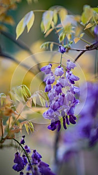 Bougainvillea spectabilis Willd