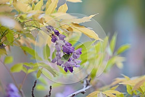 Bougainvillea spectabilis Willd