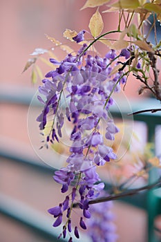 Bougainvillea spectabilis Willd