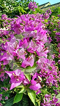 Bougainvillea spectabilis willd background flower