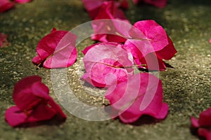 Bougainvillea spectabilis wind