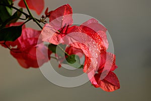 Bougainvillea spectabilis wind with dewdrops