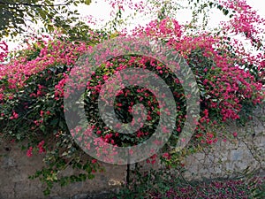 Bougainvillea spectacolul flowers