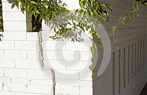 Bougainvillea Trailing over white wall