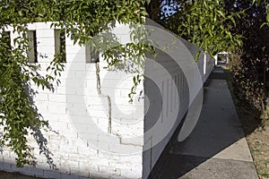 Bougainvillea Trailing over white wall