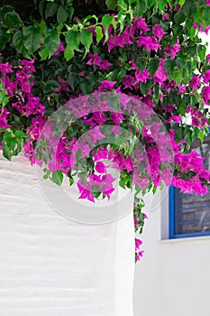 Bougainvillea tree in Greece