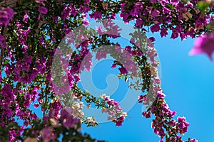 Bougainvillea tree in Greece