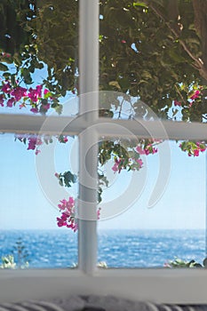 Bougainvillea tree in Greece