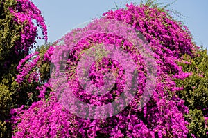 Bougainvillea tree in Harare - Zimbabwe, South Africa